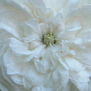 Онлайн магазин за рози - Стари рози-Центифолия рози - бял - Pоза Мадам Харди - интензивен аромат - Жулиен-АЛЕКСАНДЪР Харди - Перфектна в легло и граници.Устойчива на хранителни дефицити на почвата.